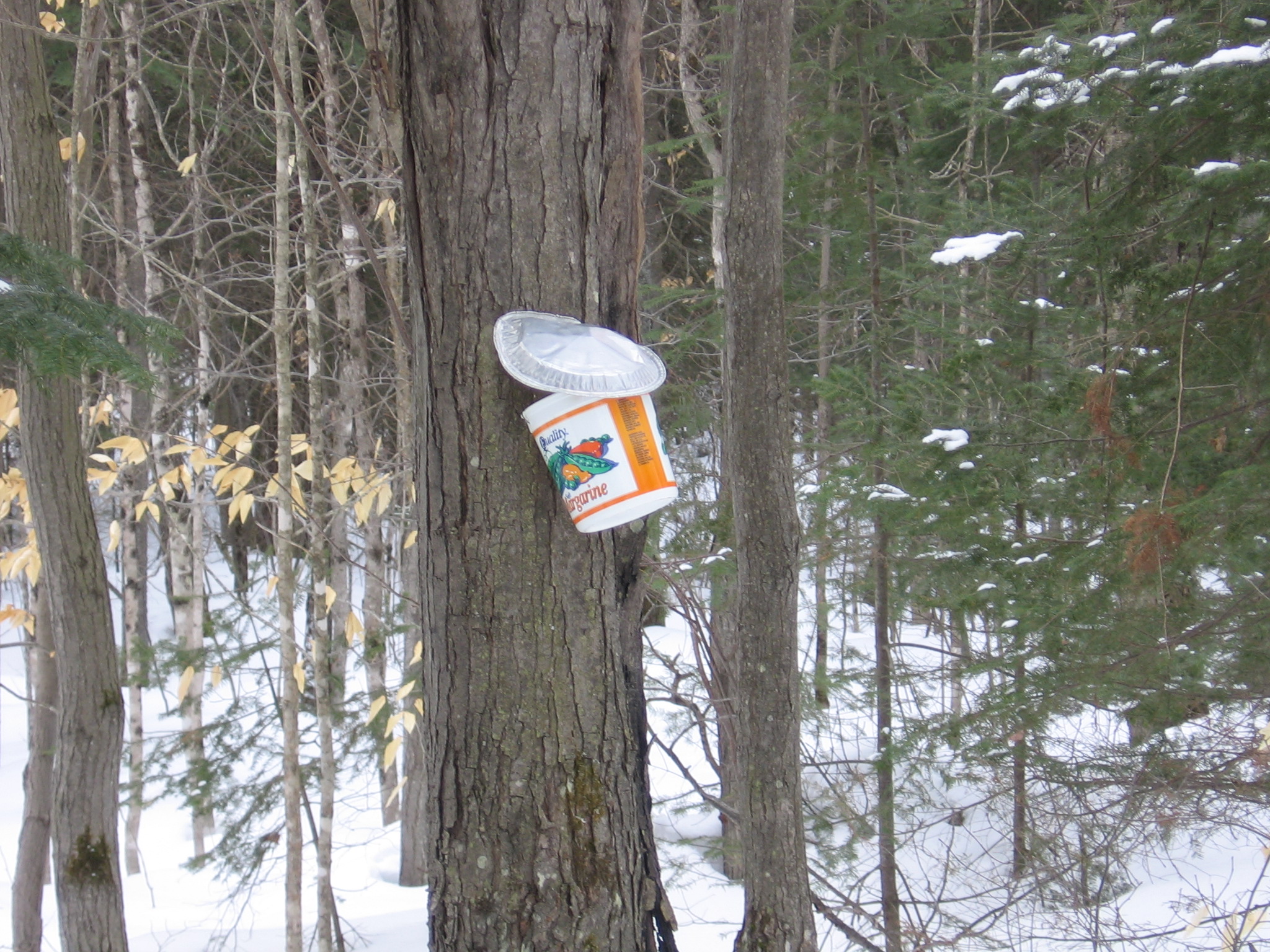 Large cast iron pot being used to reduce sugar maple sap to maple
